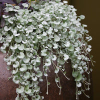 Non-gmo heirloom dichondra silver falls samen