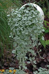 Silver falls dichondra trailing foliage