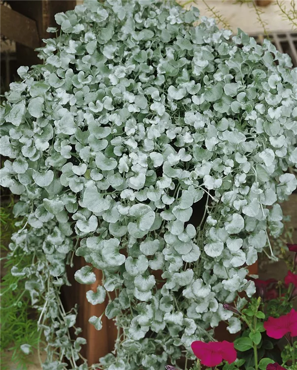 Silver Dichondra Blumensamen zur Aussaat – duftend Blüten – Traditionssorte & ohne Gentechnik Samen Hausgarten
