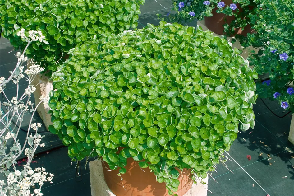 Emerald Falls Dichondra House Blumensamen zur Aussaat – duftend Blüten – Traditionssorte & ohne Gentechnik Samen Hausgarten