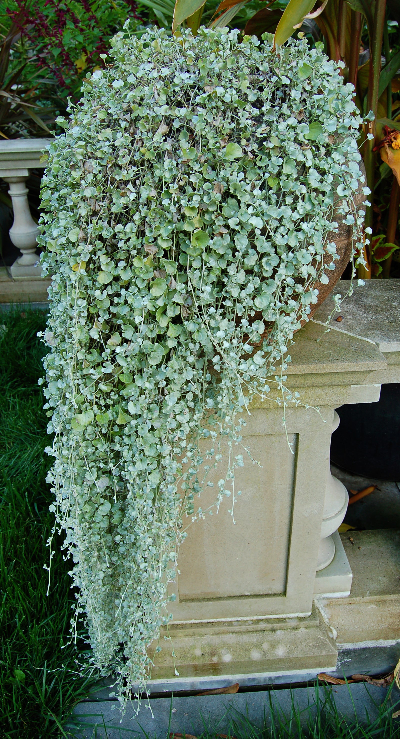 Traditionssorte Dichondra Blumensamen zur Aussaat leuchtend Traditionssorte & ohne Gentechnik Samen Hausgarten