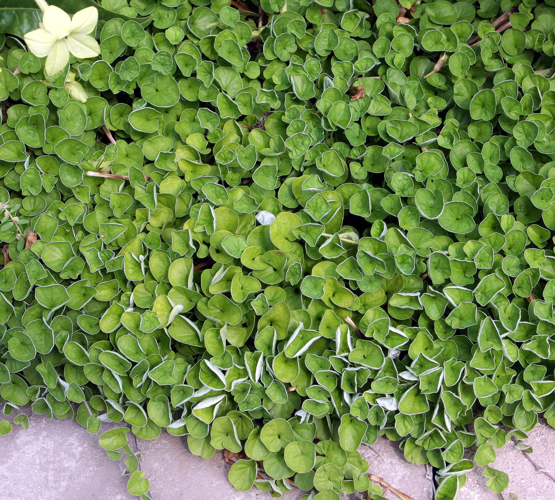 Dichondra Blumensamen zur Aussaat – Landhaus Garten wichtig – Traditionssorte & ohne Gentechnik Samen Hausgarten