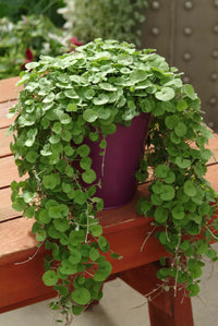 Dichondra Repen Blumensamen zur Aussaat pflegeleicht Traditionssorte & ohne Gentechnik Samen Hausgarten