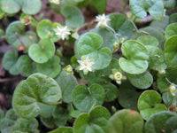 Dichondra Bodendecker Blumensamen zur Aussaat – Schnitt Blume beliebt Traditionssorte & ohne Gentechnik Samen Hausgarten