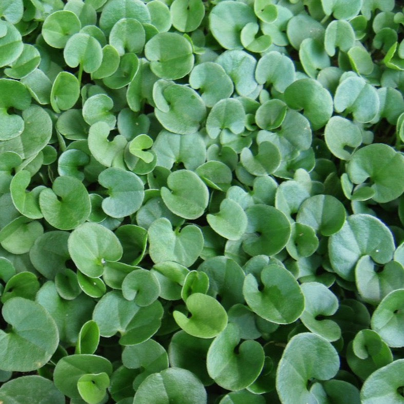 Dichondra repen blume samen for anpflanzung low maintenance heirloom & gmo free samen for home garten 
 
 sale for anpflanzung in home garten