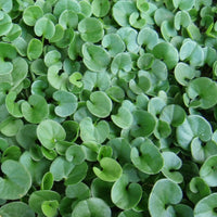 Dichondra repen blume samen for anpflanzung low maintenance heirloom & gmo free samen for home garten 
 
 sale for anpflanzung in home garten