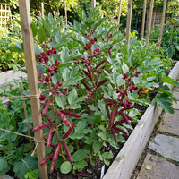 Dicke Bohnen Red Epicure Samen
