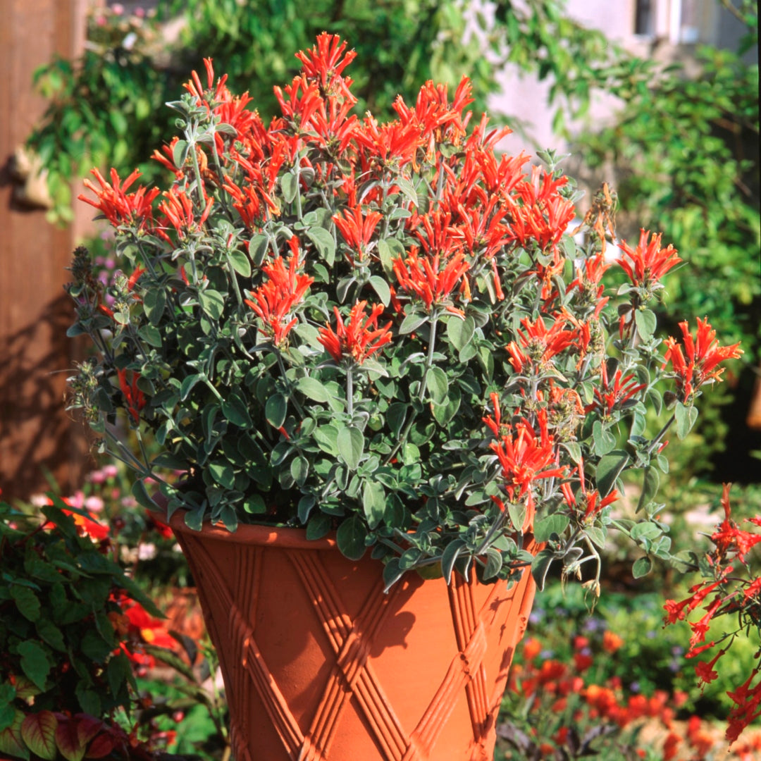 Hummingbird Blumensamen zur Aussaat saisonal Dauerblüher Traditionssorte & ohne Gentechnik Samen Hausgarten