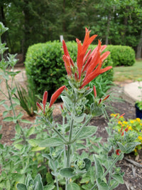 Hummingbird Blumensamen zur Aussaat saisonal Dauerblüher Traditionssorte & ohne Gentechnik Samen Hausgarten