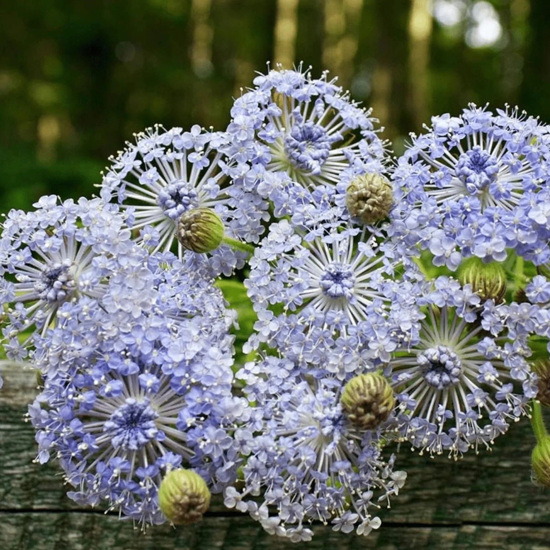 Blau didiscus flowering samen for gardens