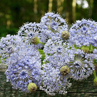 Blau didiscus flowering samen for gardens