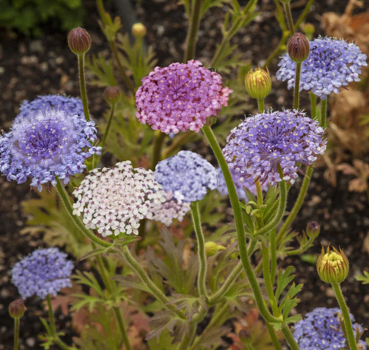 Ornamental blau didiscus samen for landscapes