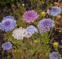 Ornamental blau didiscus samen for landscapes