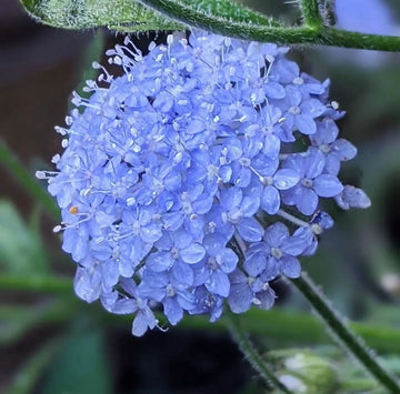 Blau didiscus samen for anpflanzung