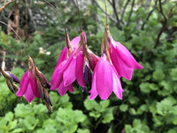 Dierama Blumensamen zur Aussaat Bestäuber freundlich Traditionssorte & ohne Gentechnik Samen Hausgarten