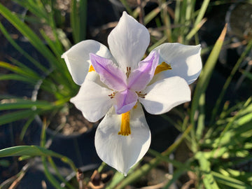 Iridioides blume samen for anpflanzung pollinator friendly heirloom & gmo free samen for home garten 
 
 sale for anpflanzung in home garten
