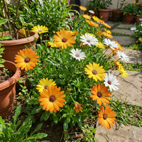 Dimorphotheca Blumensamen