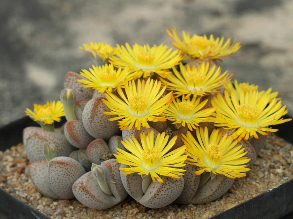 Dinteranthus Blumensamen zur Aussaat – lang Blüte Saison – Traditionssorte & ohne Gentechnik Samen Hausgarten