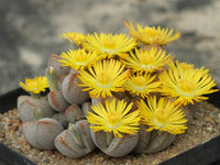 Dinteranthus Blumensamen zur Aussaat – lang Blüte Saison – Traditionssorte & ohne Gentechnik Samen Hausgarten