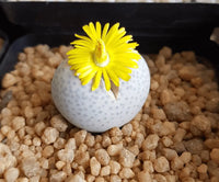 Gelb Weiß Dinteranthus Blumensamen zur Aussaat hochwertige Qualitäts- Traditionssorte & ohne Gentechnik Samen Hausgarten