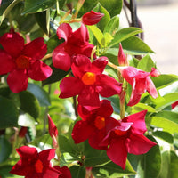 Non-gmo dipladenia rot samen