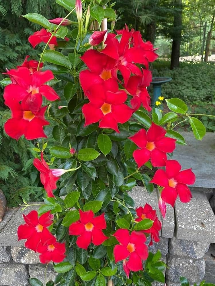 Ornamental dipladenia rot climbing pflanze