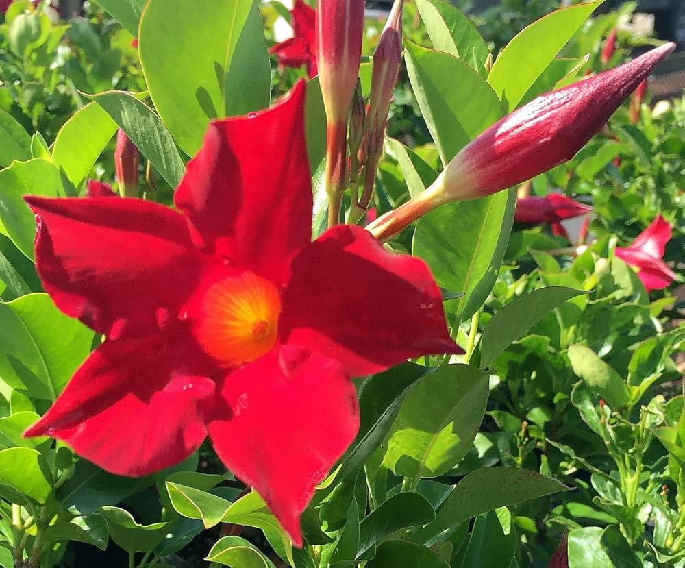Dipladenia rot climbing on a trellis