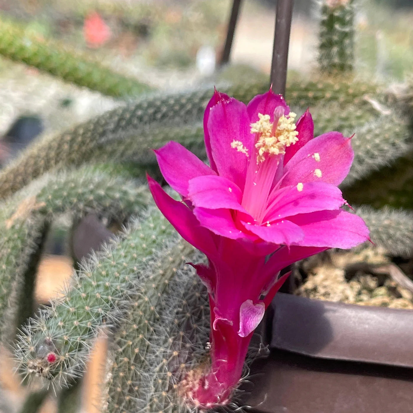 Aporocactus Blumensamen zur Aussaat Bestäuber freundlich Traditionssorte & ohne Gentechnik Samen Hausgarten