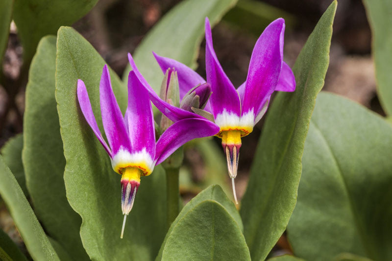 Rosa Weiß Dodecatheon Blumensamen zur Aussaat – kompakt Wuchs – Traditionssorte & ohne Gentechnik Samen Hausgarten