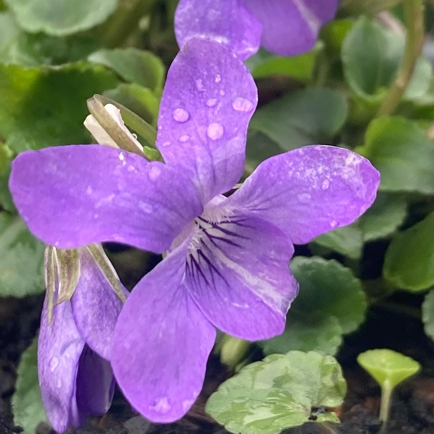 Violett Linifolium Blumensamen zur Aussaat Halbschatten verträglich Traditionssorte & ohne Gentechnik Samen Hausgarten