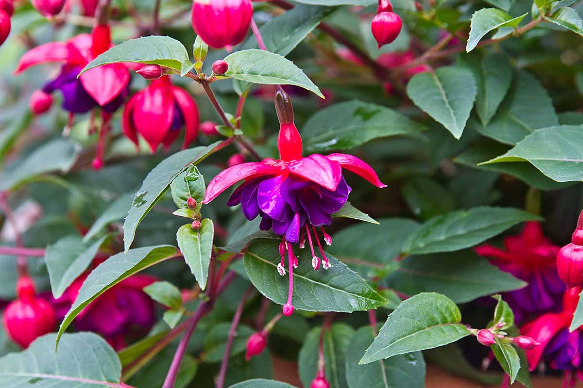 Fuchsia blume samen for anpflanzung: add vibrant rot and violet blooms to your collection