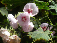 Dombeya Bourgassiae Blumensamen zur Aussaat lang Blüte Saison Traditionssorte & ohne Gentechnik Samen Hausgarten
