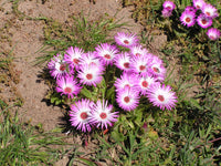 Rosa Dorotheanthus Blumensamen zur Aussaat – farbenfroh Schau – Traditionssorte & ohne Gentechnik Samen Hausgarten