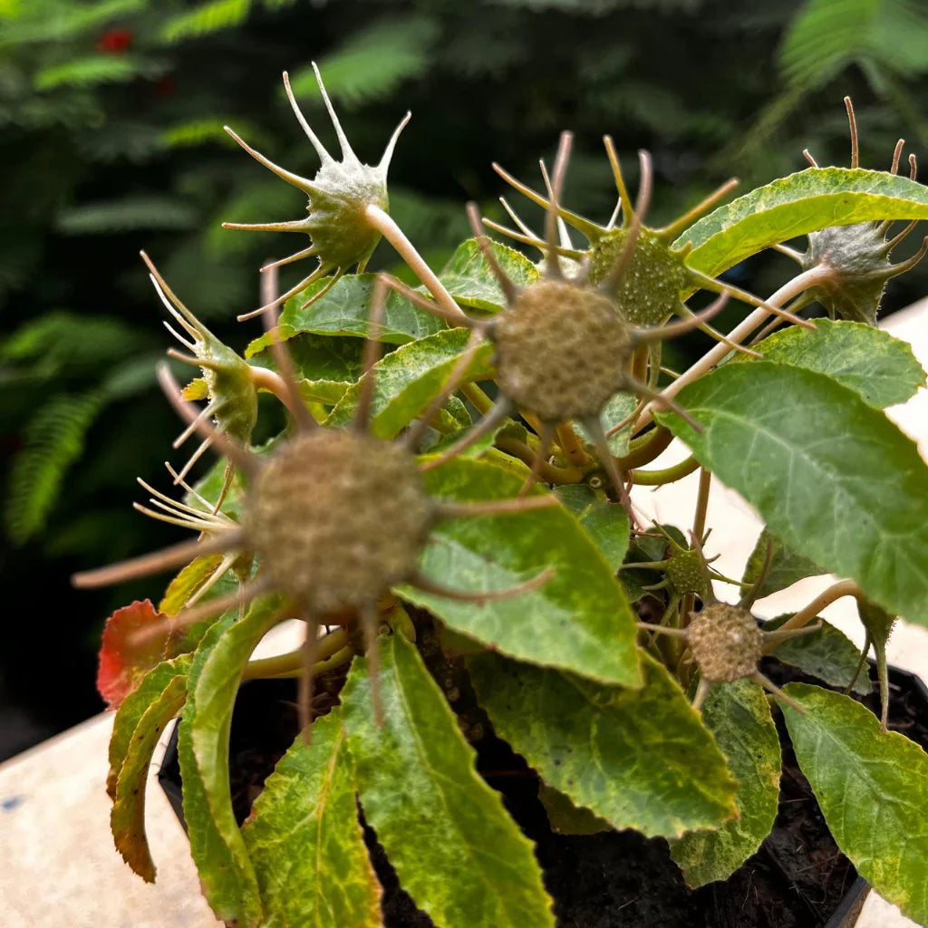 Dorstenia Lavrano Blumensamen zur Aussaat pflegeleicht Traditionssorte & ohne Gentechnik Samen Hausgarten