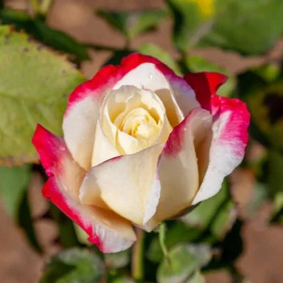 Mischung Dubu Blumensamen zur Aussaat – farbenfroh Schau – Traditionssorte & ohne Gentechnik Samen Hausgarten