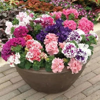 Non gmo double petunia samen