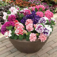 Double rosa petunia in indoor töpfen