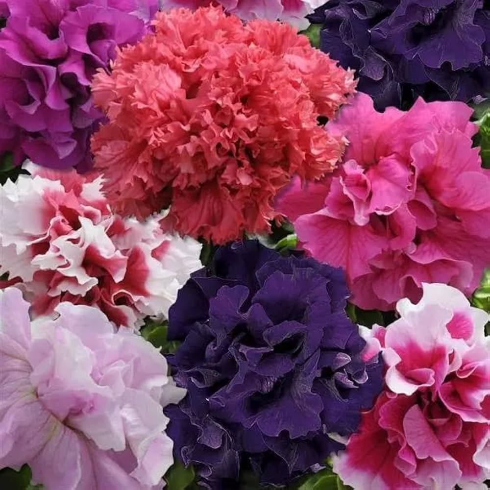 Non gmo double rosa petunia samen