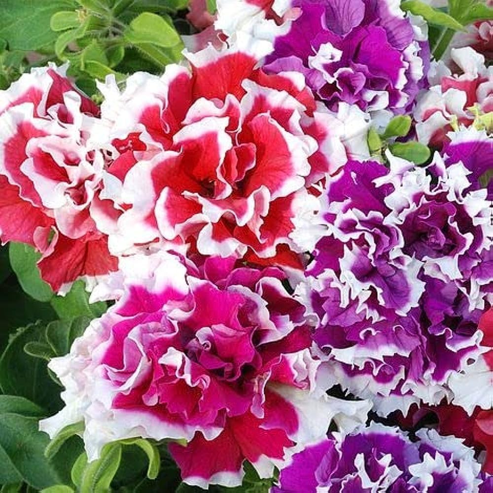 Double rosa petunia blume samen for anpflanzung