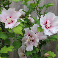 Syriacus Blumensamen zur Aussaat – Bestäuber freundlich – Traditionssorte & ohne Gentechnik Samen Hausgarten