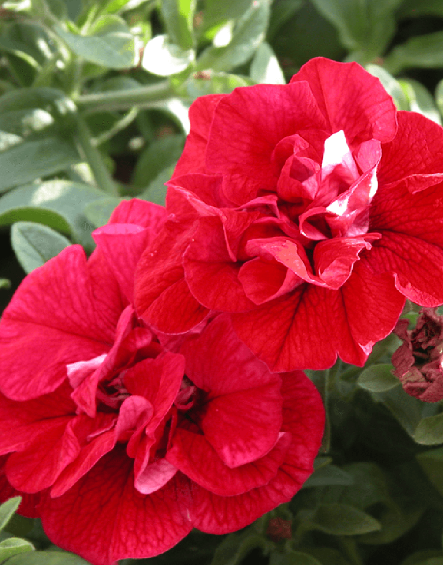 Non gmo double wave rot petunia blume samen