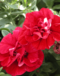 Non gmo double wave rot petunia blume samen