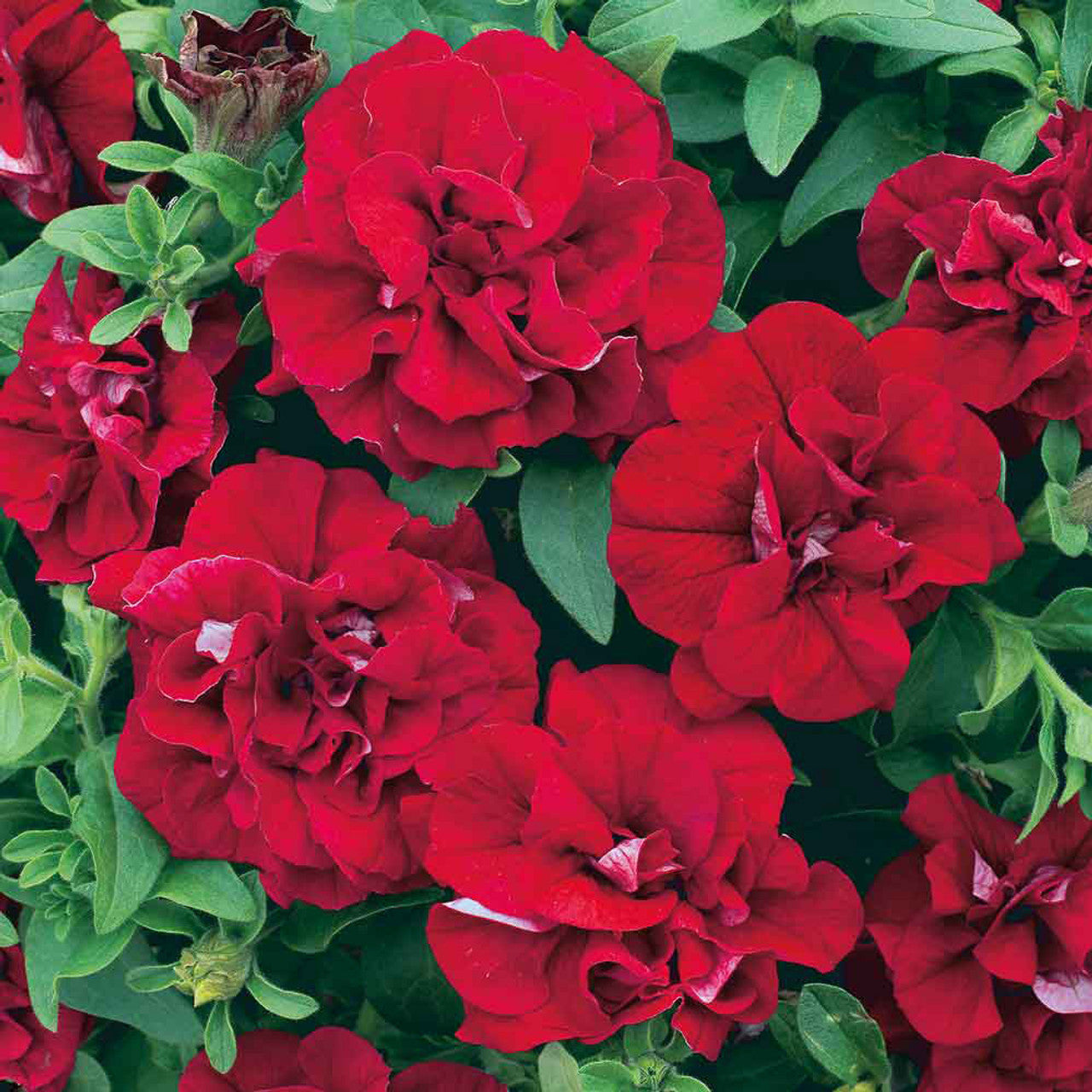 Ornamental double wave rot petunia for gardens
