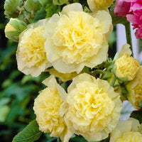 Gelb Stockrose Blumensamen zur Aussaat – farbenfroh Schau – Traditionssorte & ohne Gentechnik Samen Hausgarten