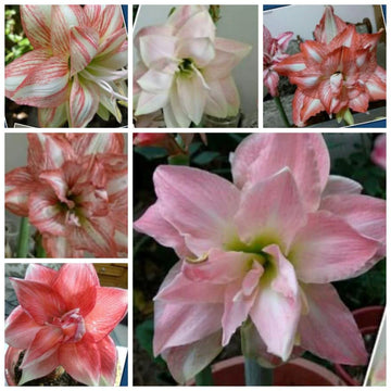Gemischt Ritterstern Barbados Blumensamen zur Aussaat kompakt Wuchs Traditionssorte & ohne Gentechnik Samen Hausgarten