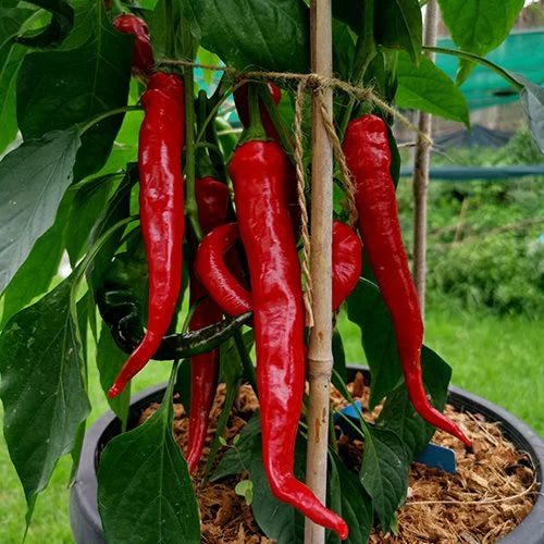 Salkim Biber Chile Pepper Planting Samen
