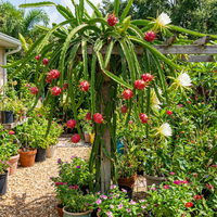 Drachenfrucht Samen Pitahaya