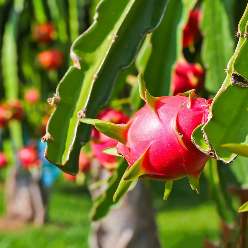 Drachenfruchtsamen für einfaches Anpflanzen