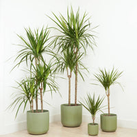 Grün Dracaena Palm Blumensamen zur Aussaat – leuchtend Blüten – Traditionssorte & ohne Gentechnik Samen Hausgarten
