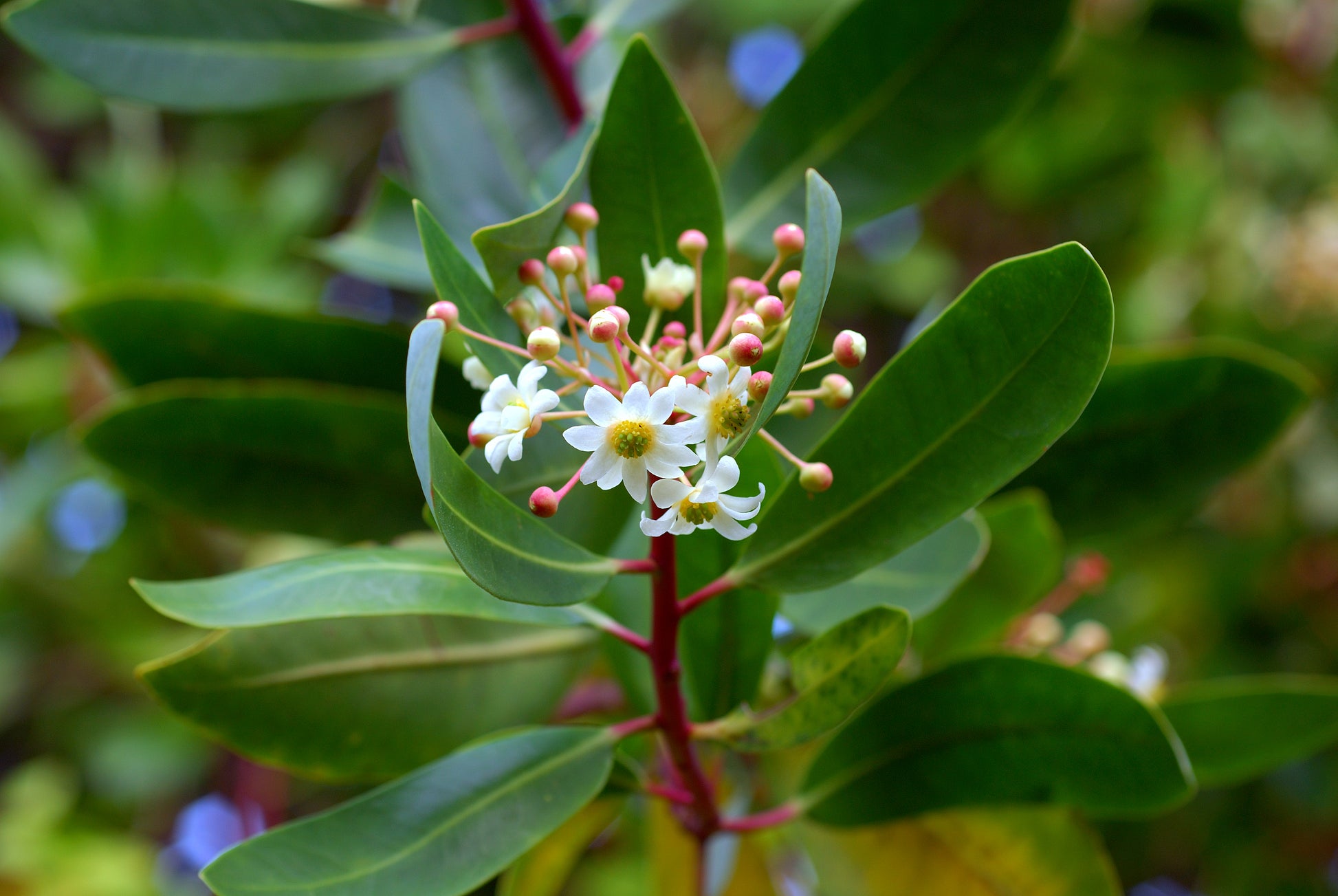 Drimy's Lanceolata Blumensamen zur Aussaat – Anzucht – Traditionssorte & ohne Gentechnik Samen Hausgarten